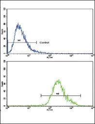 CNOT8 antibody, C-term