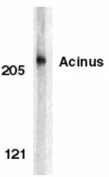 Acinus antibody