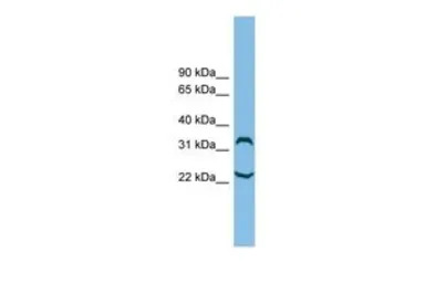 C6ORF134 antibody, N-term