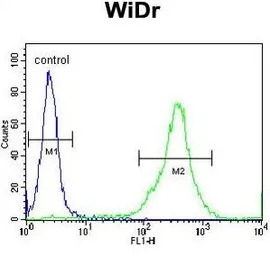 FAM3B antibody, N-term