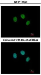 ZNF345 antibody [N1N3]