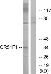OR51F1 antibody