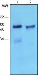 Parkin antibody [PRK8]