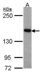 ASK1 antibody [C2C3-2], C-term