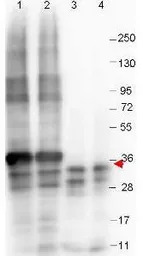 GDF15 antibody [23G10.F8]