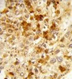 Peroxin 2 antibody, Internal