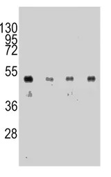HA tag antibody [12CA5]