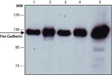 pan Cadherin antibody [CH-19]