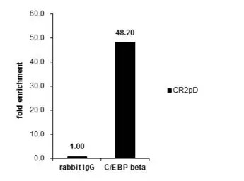 C/EBP beta antibody