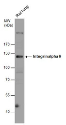 Integrin alpha 6 antibody [N3C