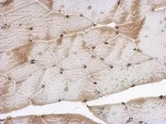 SNIP1 antibody [N1C3]