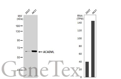 ACADVL antibody [N1C1]
