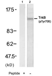 TrkB (phospho Tyr705) antibody