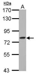 GFPT2 antibody