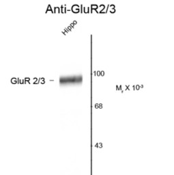 GluR2/3 antibody