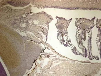 CAPZA2 antibody [N2C3]