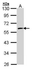 FMO2 antibody [N1C2]