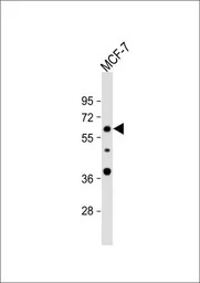 APEX2 antibody, Internal