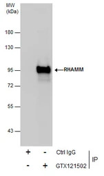 CD168 / RHAMM antibody [N1N2],