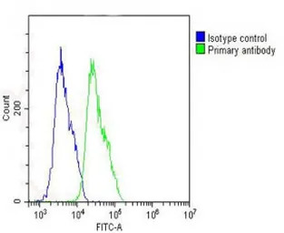 IL1 beta antibody, Internal