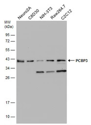 PCBP3 antibody [N1C2]