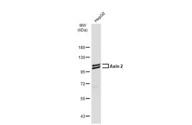 Axin 2 antibody [N2C2], Intern