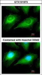 OTUB1 antibody [N1C1]