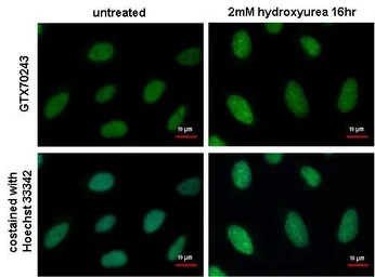 RPA32 antibody [12F3.3]