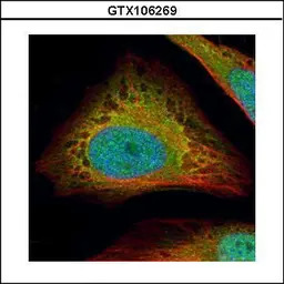 Flightless I antibody [N3C1], 