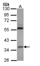 HMGCL antibody
