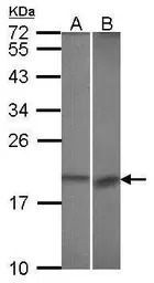 BCL2L10 antibody [N1C3]