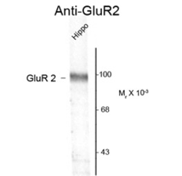 GluR2 antibody
