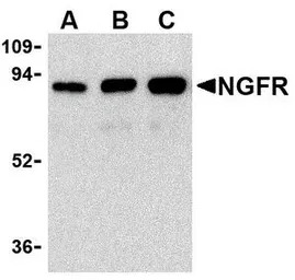 p75 NGF Receptor / CD271 antib