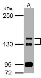 TAOK2 antibody [N1N2-2], N-ter