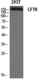CFTR antibody