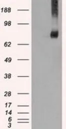 Mig-2 antibody [25A4]