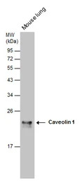 Caveolin 1 antibody [N1N3]