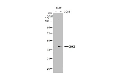 CDK6 antibody [N3C3]