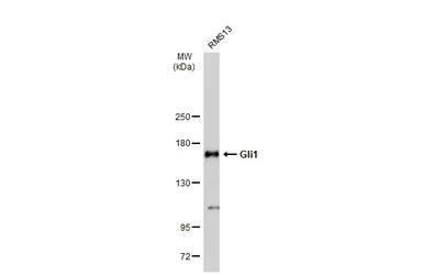 Gli1 antibody