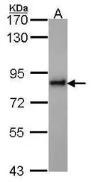 KIFC3 antibody