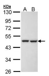 KRR1 antibody [N1C3]