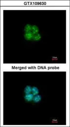 SHARP2 antibody [N1N2], N-term