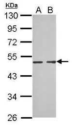 MAB21L1 antibody