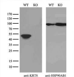 Cytokeratin 8 antibody [4D12]