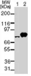 NAK / TBK1 antibody [108A429]
