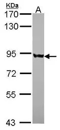 PNPase antibody
