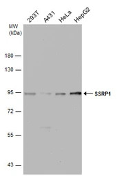 SSRP1 antibody [N1N3]