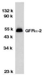 GDNF Receptor alpha 2 antibody