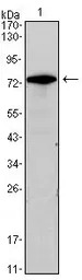 GATA3 antibody [7B5]