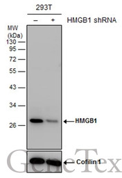 HMGB1 antibody